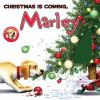 Christmas_is_coming__Marley